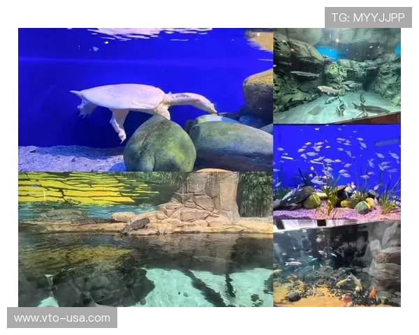 圣淘沙娱乐：探索海洋馆与水族馆带来的奇幻海底世界之旅